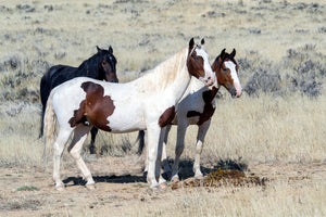 acrylic-print-3-wild-horses