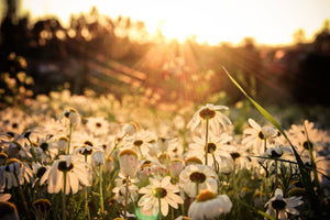 3-piece-acrylic-print-daisies-at-sunset