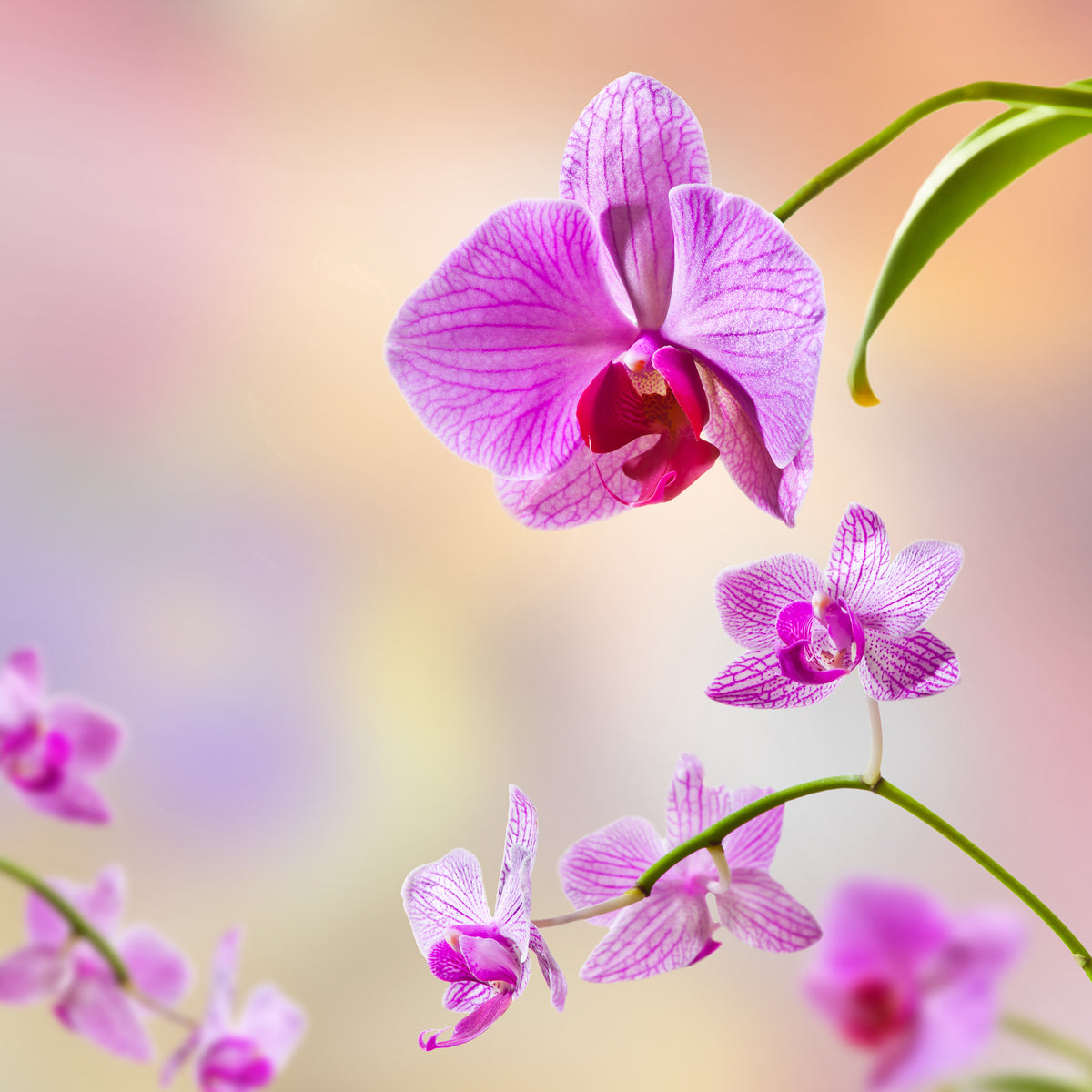 9-piece-aluminium-print-romantic-orchids