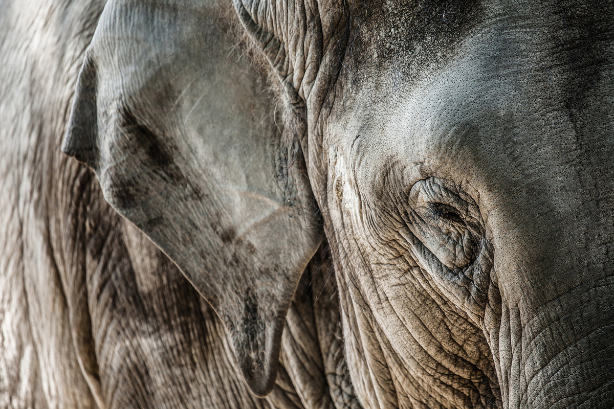framedposter-print-close-up-elephant