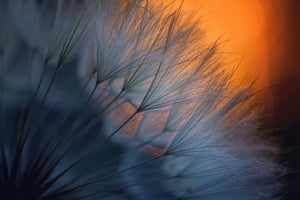 poster-print-feathers-p