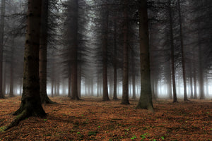 framedposter-print-place-of-silence-x