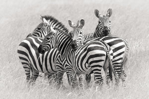 aluminium-print-zebras-x
