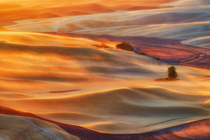 acrylic-print-golden-palouse-x
