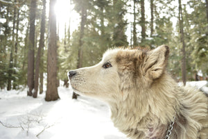 3-piece-aluminium-print-the-alaskan-malamute