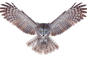 canvas-print-power-great-grey-owl