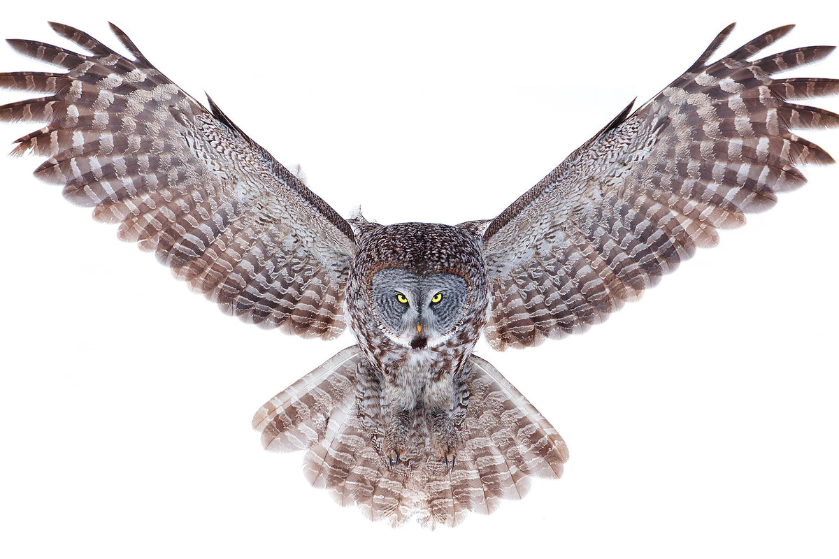 canvas-print-power-great-grey-owl