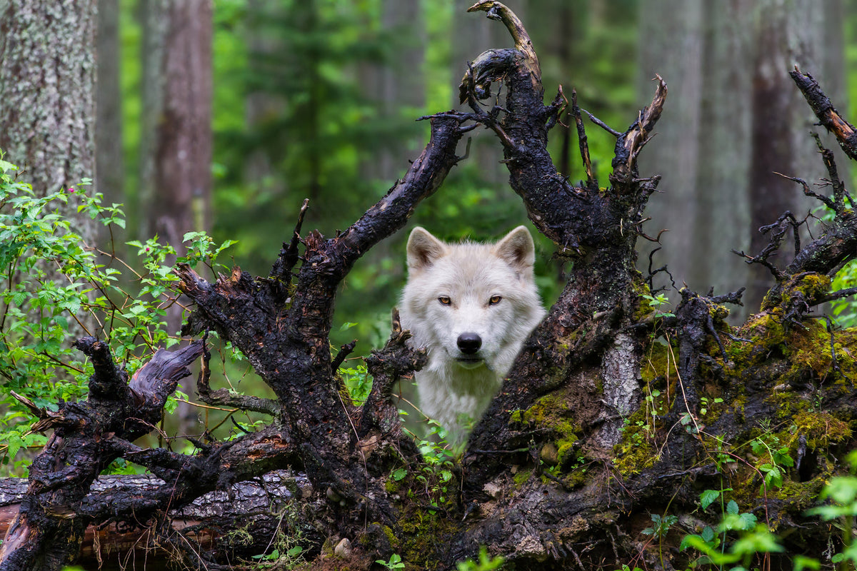 canvas-print-wolf-x