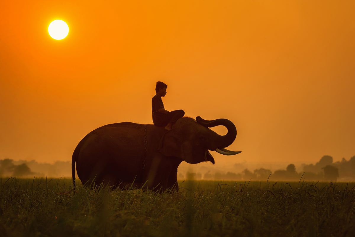 aluminium-print-the-holy-elephant