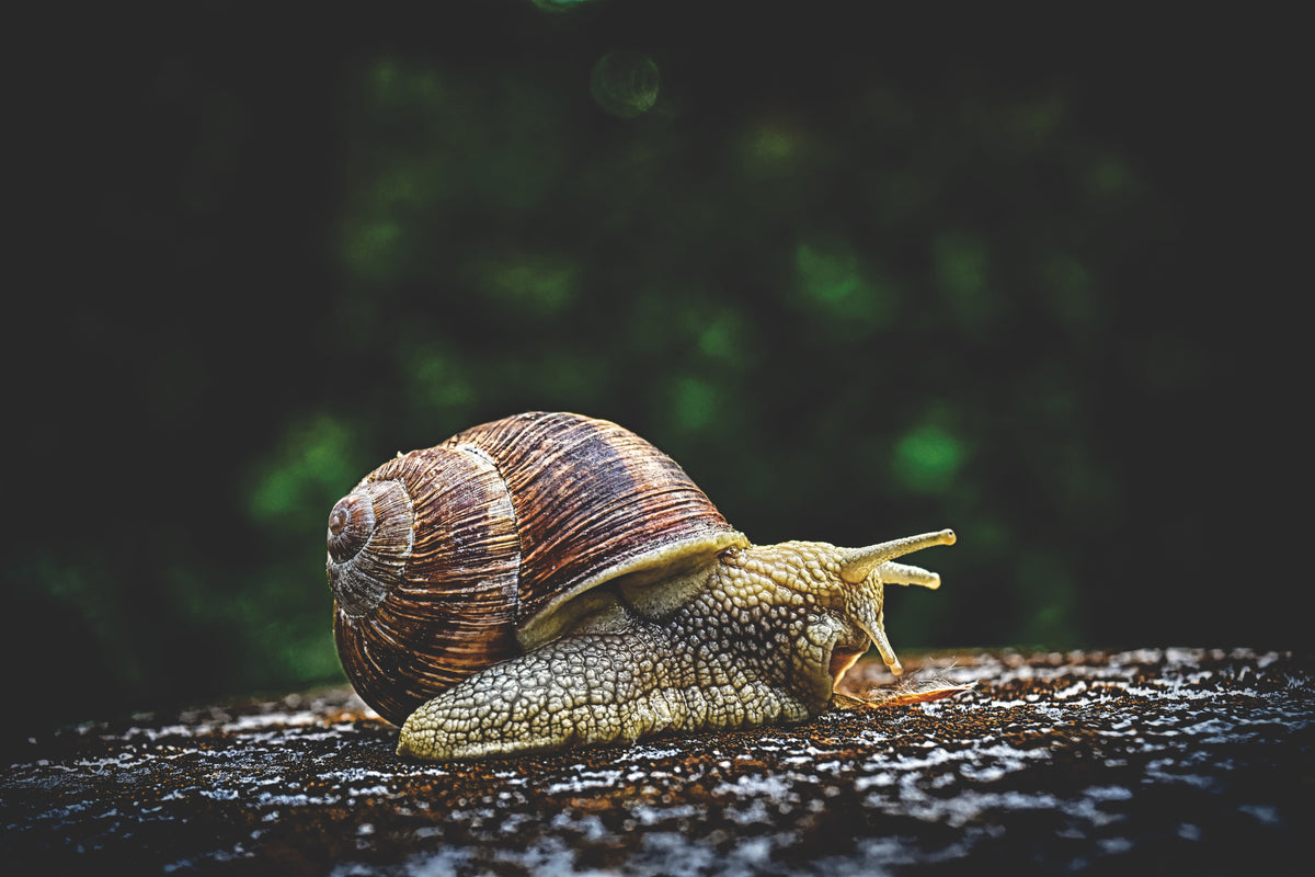 poster-print-snail-xxl