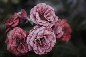3-piece-aluminium-print-romantic-roses