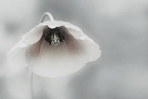 3-piece-acrylic-print-ephemeral-beauty-ii