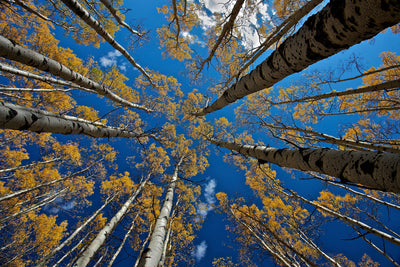poster-print-aspen-s-fall-x