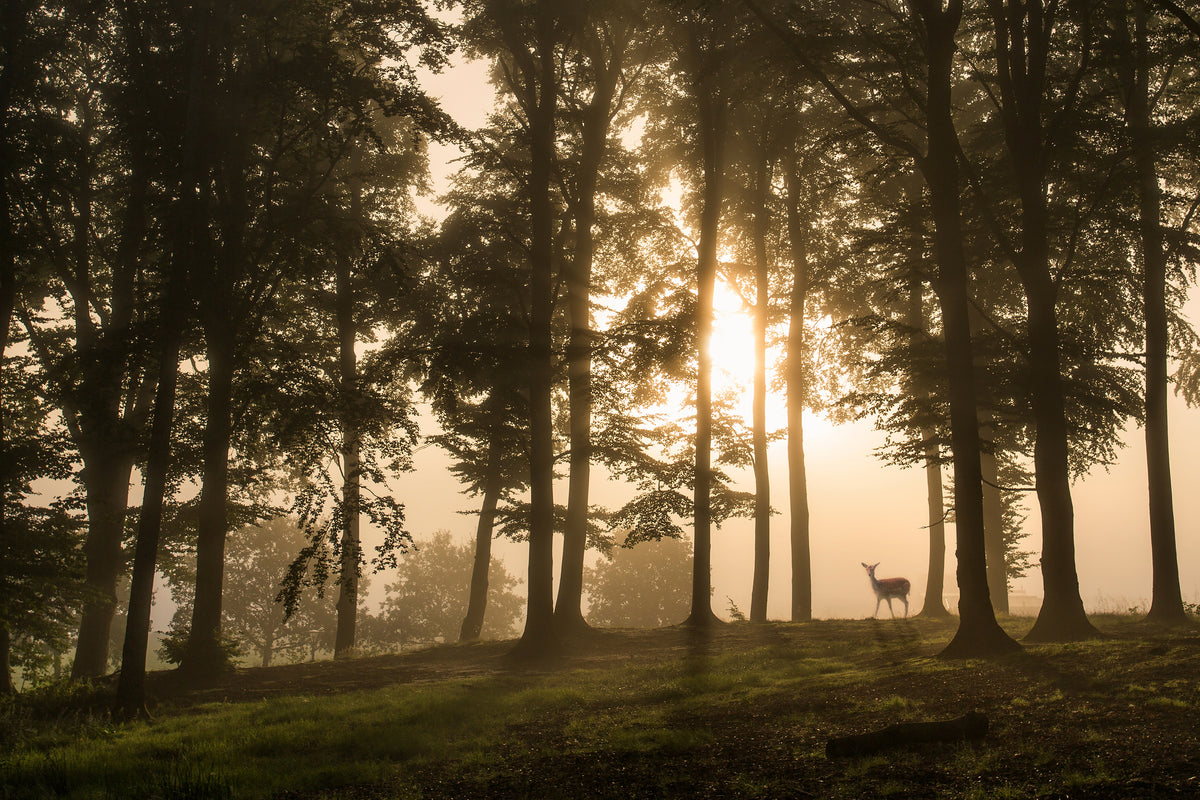 acrylic-print-deer-in-the-morning-mist