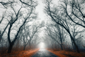 canvas-print-mysterious-mood-in-the-forest