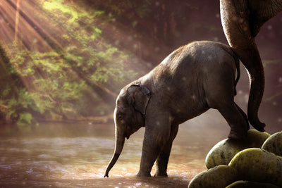 poster-print-the-elephant-baby