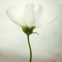 4-piece-aluminium-print-white-cosmos