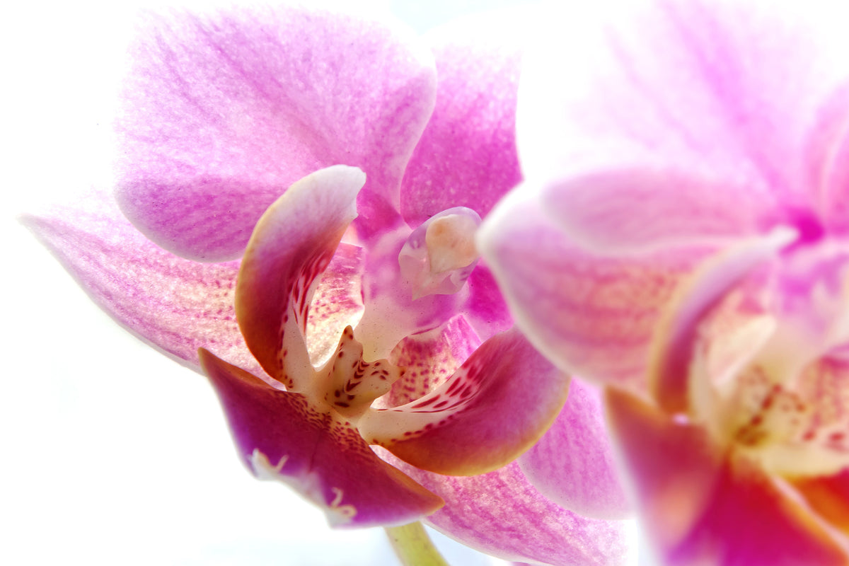 3-piece-aluminium-print-magnificent-phalaenopsis