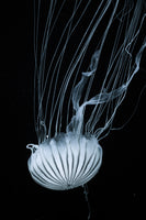 framedposter-print-beware-jellyfish