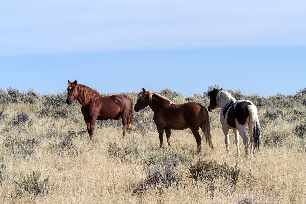 3-piece-aluminium-print-3-horses-in-nature