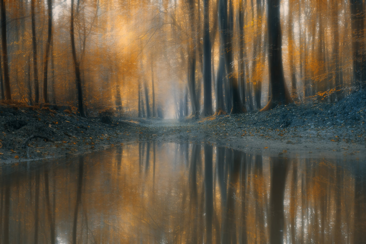 acrylic-print-the-woods-x