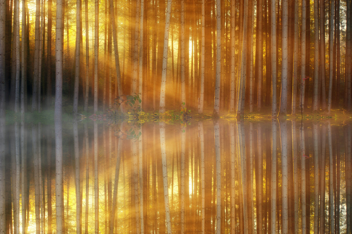 framedcanvas-print-romantic-mood-in-the-forest