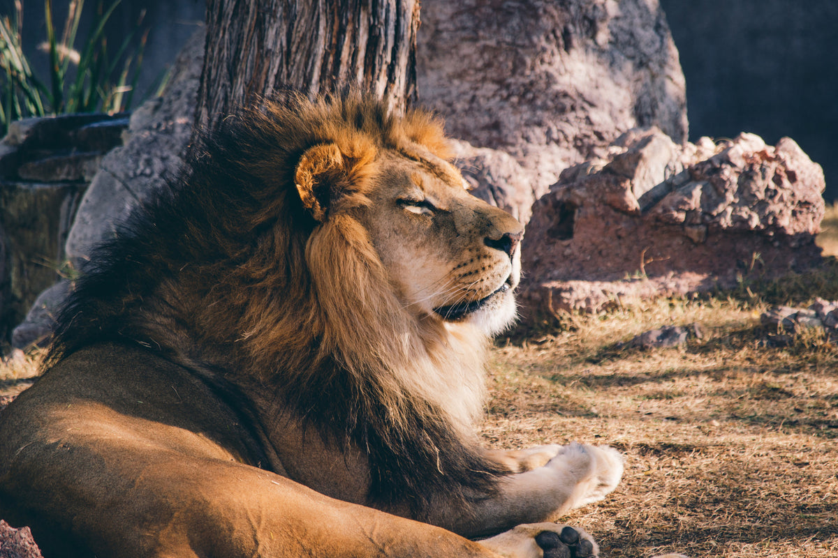 canvas-print-lion-is-sunning-himself