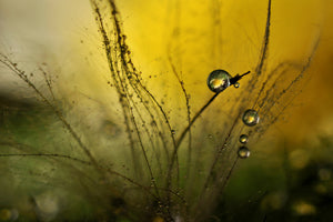 acrylic-print-a-golden-morning-shower-x