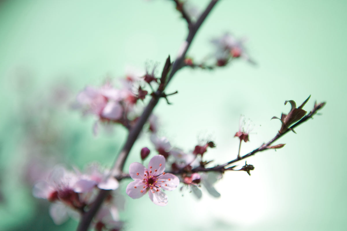 framedposter-print-beautiful-japanese-cherry-blossom