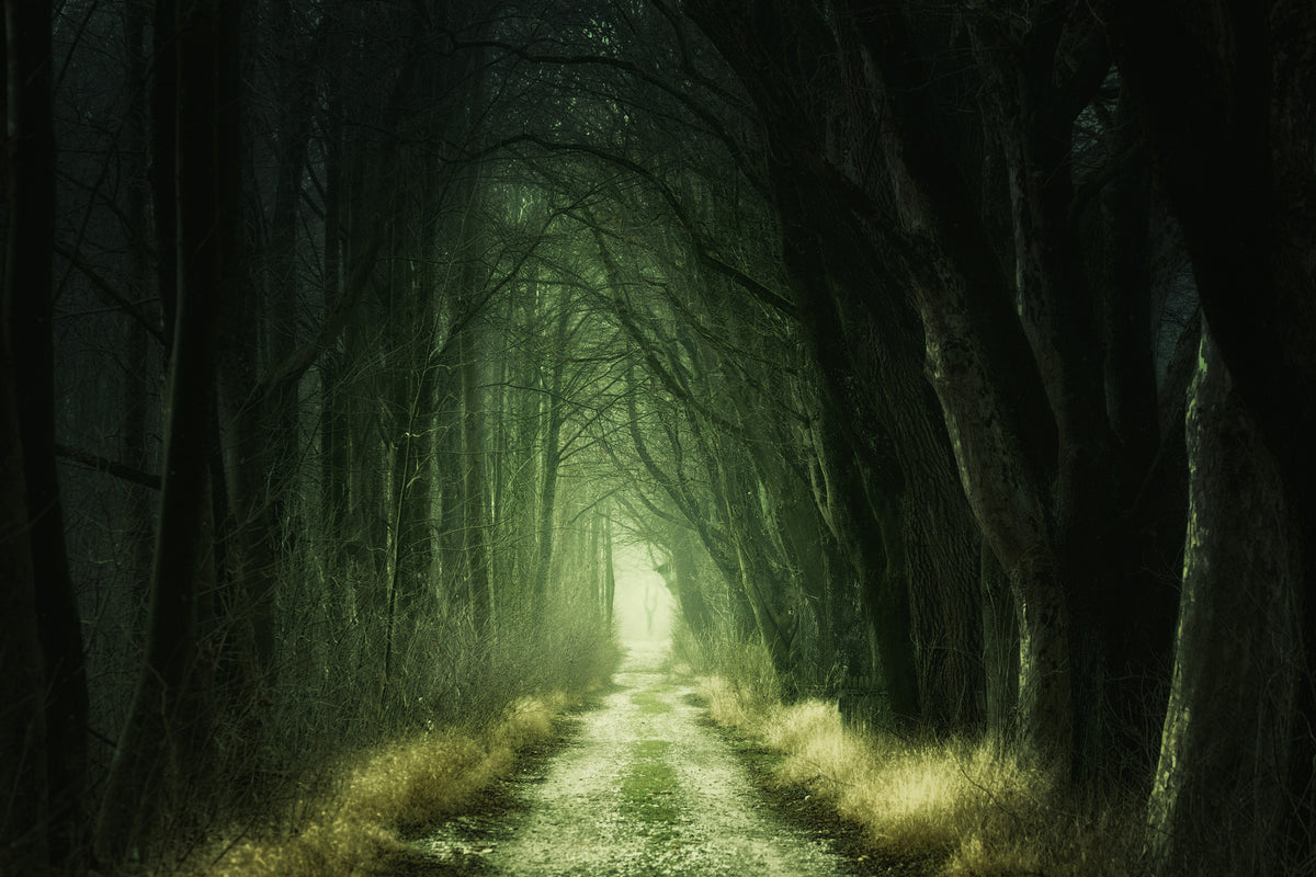 canvas-print-mysterious-forest-iii