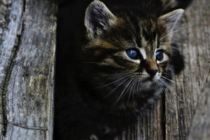 3-piece-aluminium-print-cats-child