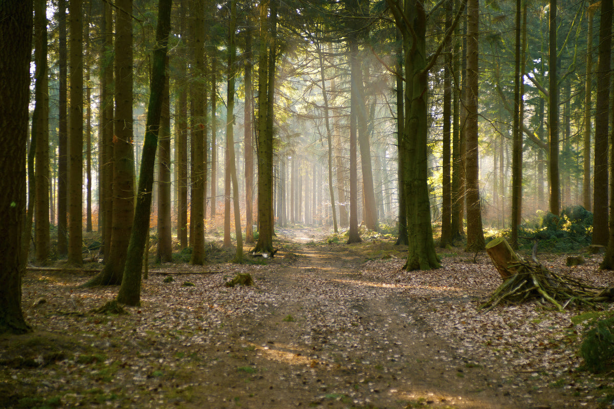 framedcanvas-print-forest-run