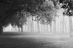 canvas-print-morning-fog-xyy