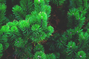 3-piece-acrylic-print-pine-xl