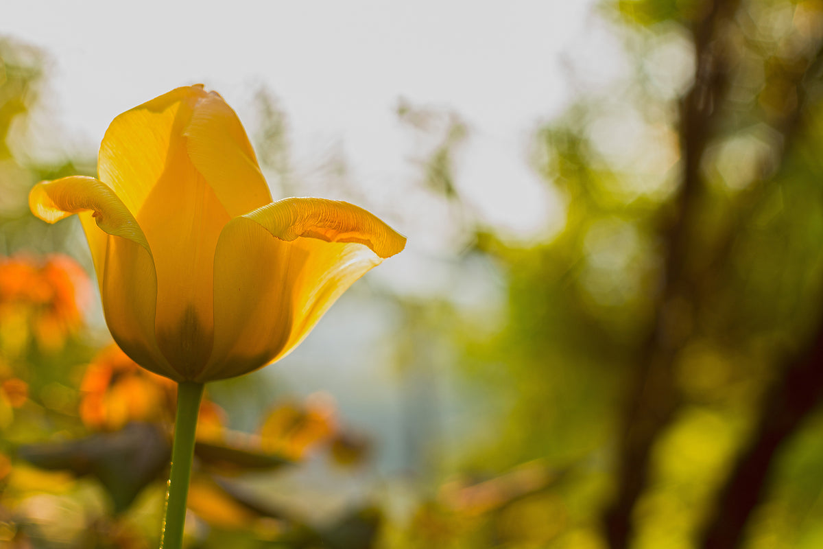 3-piece-canvas-print-yellow-tulip-in-the-nature