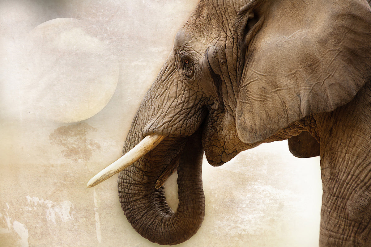 aluminium-print-portrait-of-an-elephant