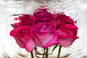acrylic-print-the-rose-reflection