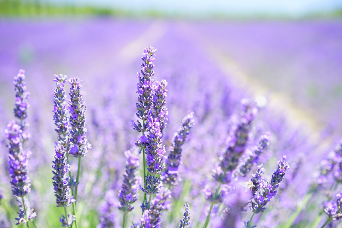 aluminium-print-the-lavender-blossom