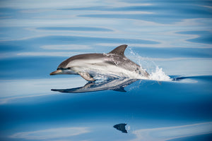 acrylic-print-striped-dolphin-x