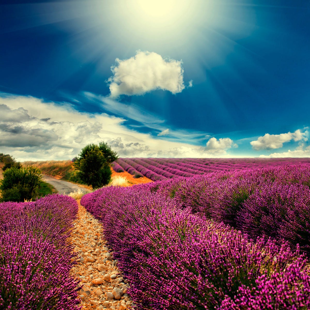 4-piece-aluminium-print-the-lavender-valley