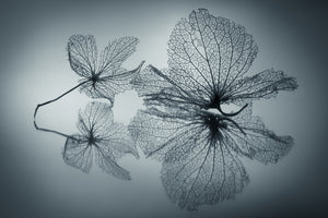 3-piece-aluminium-print-ephemeral-beauty