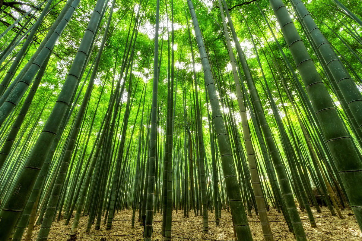 framedposter-print-the-bamboo-forest