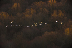 modern-3-piece-canvas-print-morning-mood
