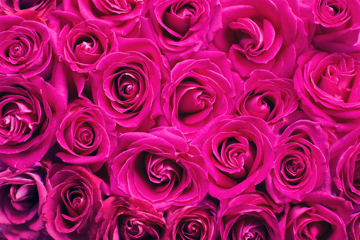 framedcanvas-print-rose-petals-in-pink
