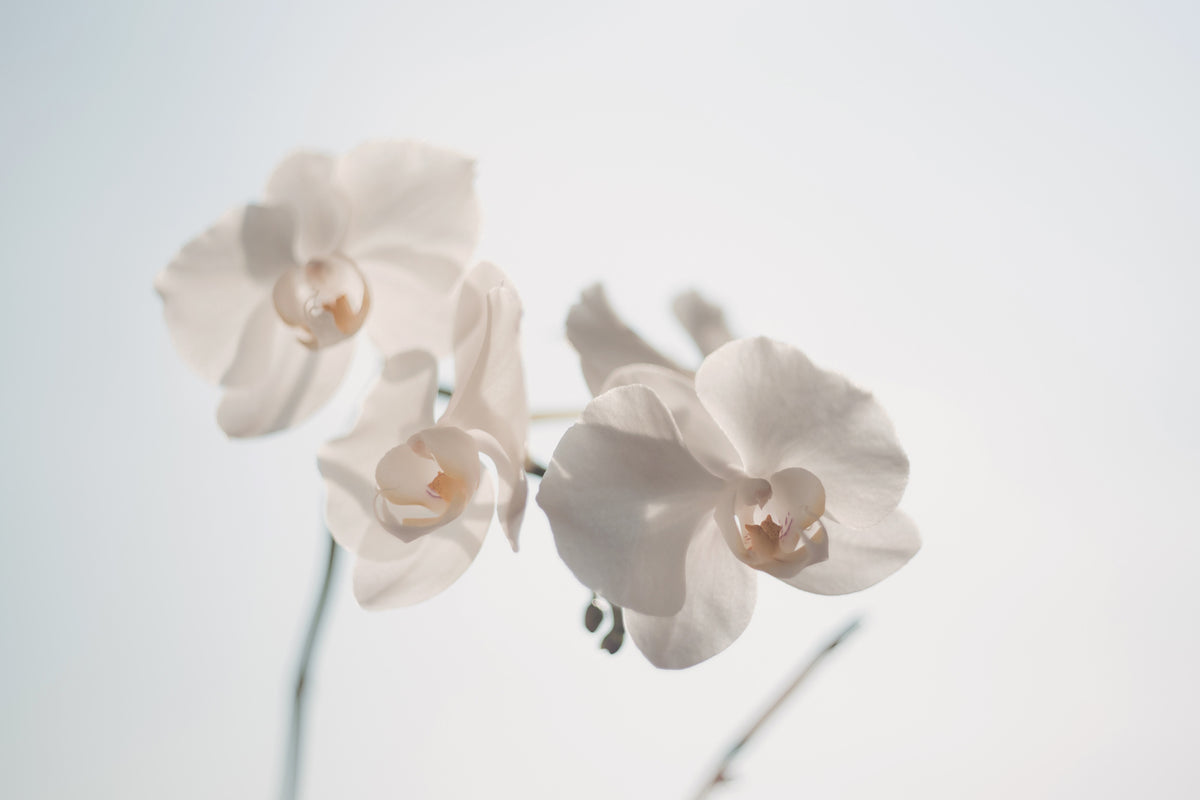 modern-3-piece-aluminium-print-graceful-orchids