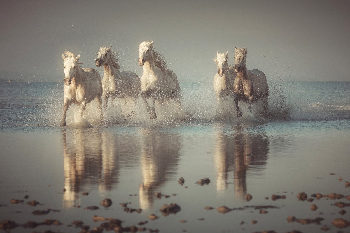 acrylic-print-camargue-horses-x