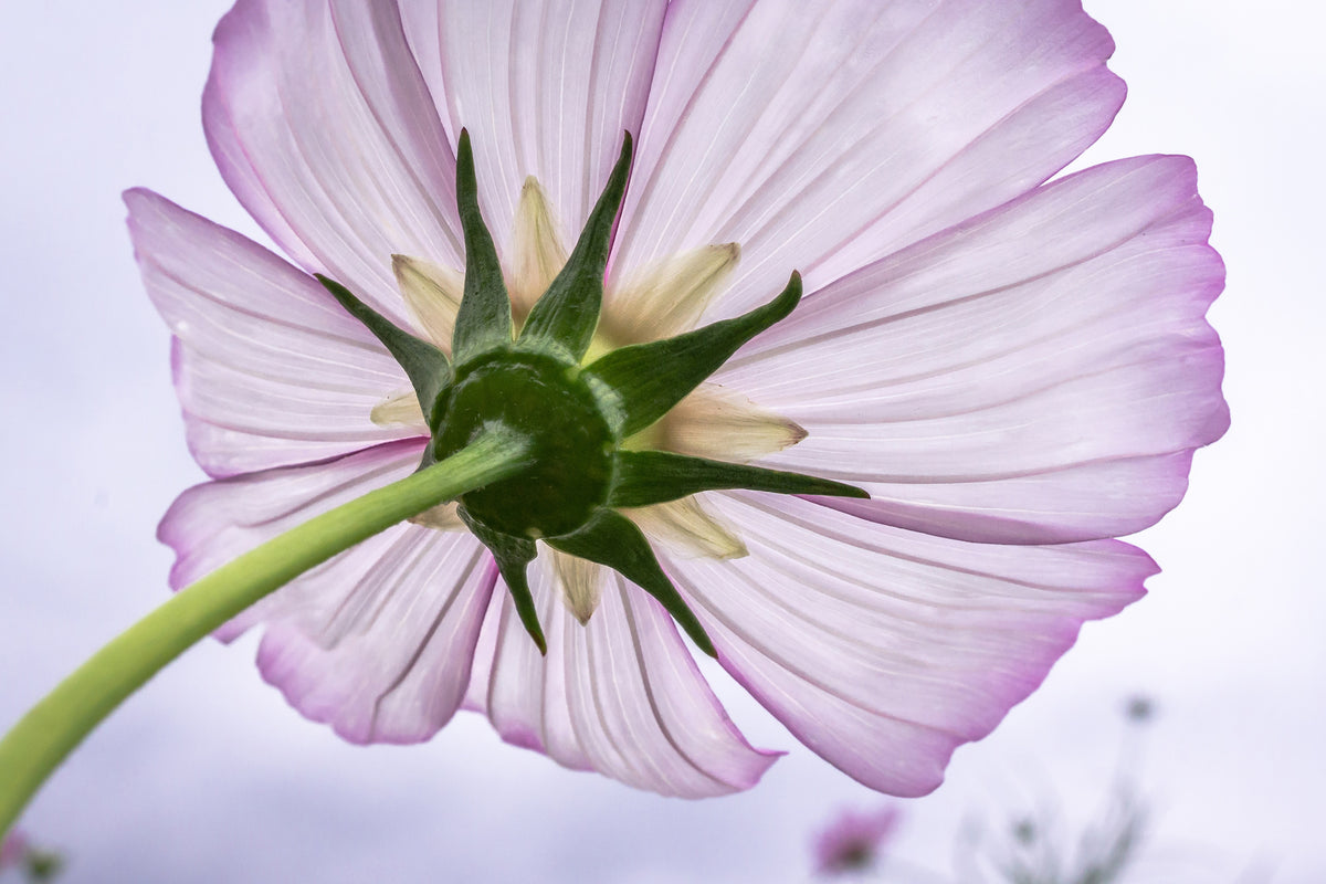 modern-3-piece-canvas-print-the-cosmos-flower