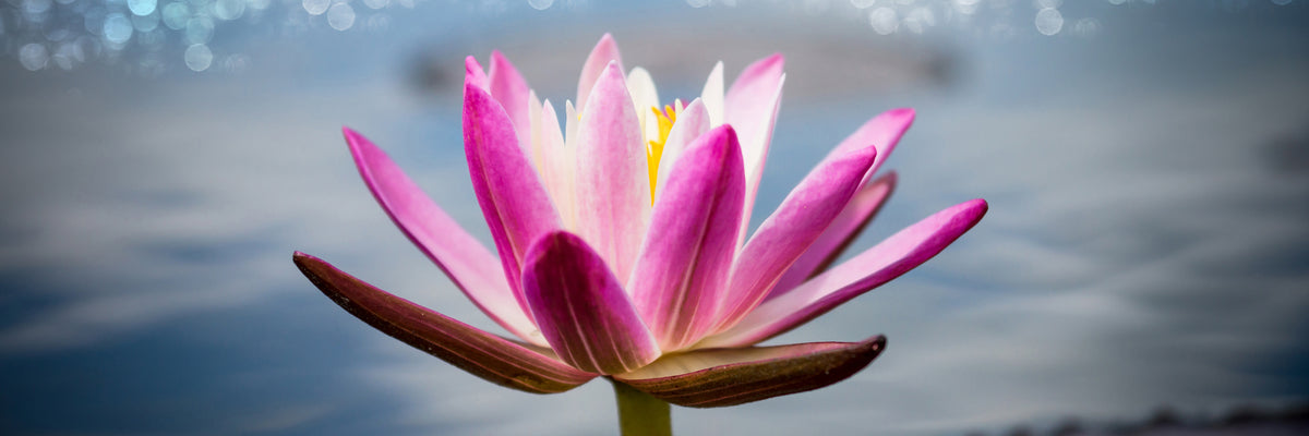 panoramic-3-piece-aluminium-print-lotus-in-the-morning-dew-panorama