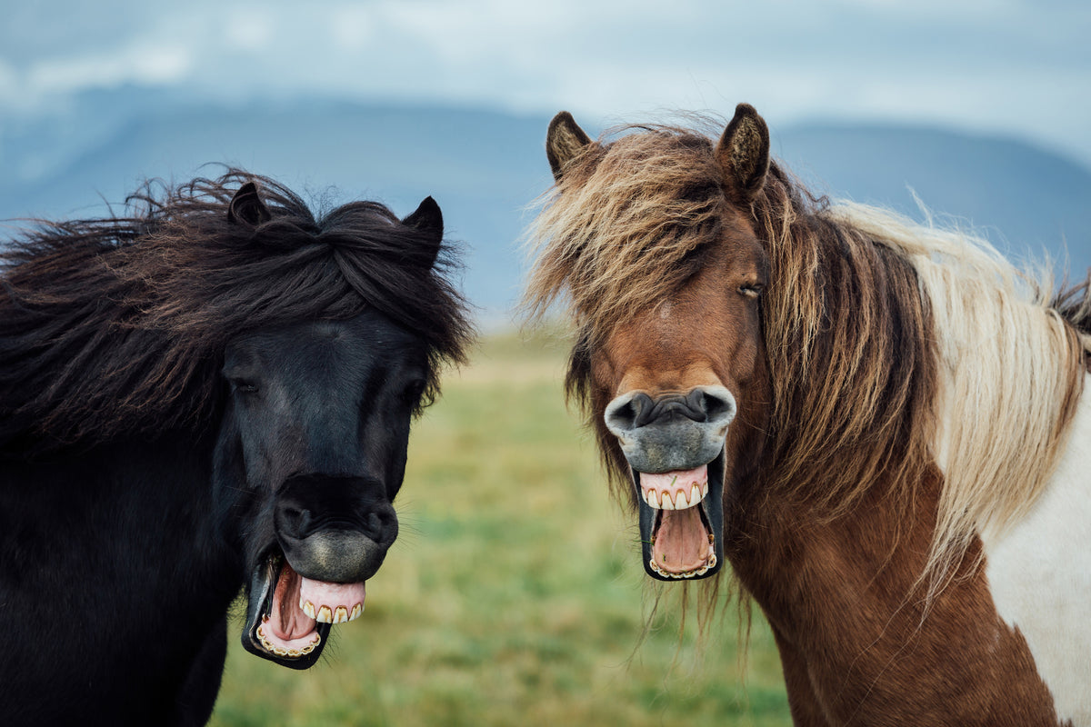 canvas-print-wild-smile-x