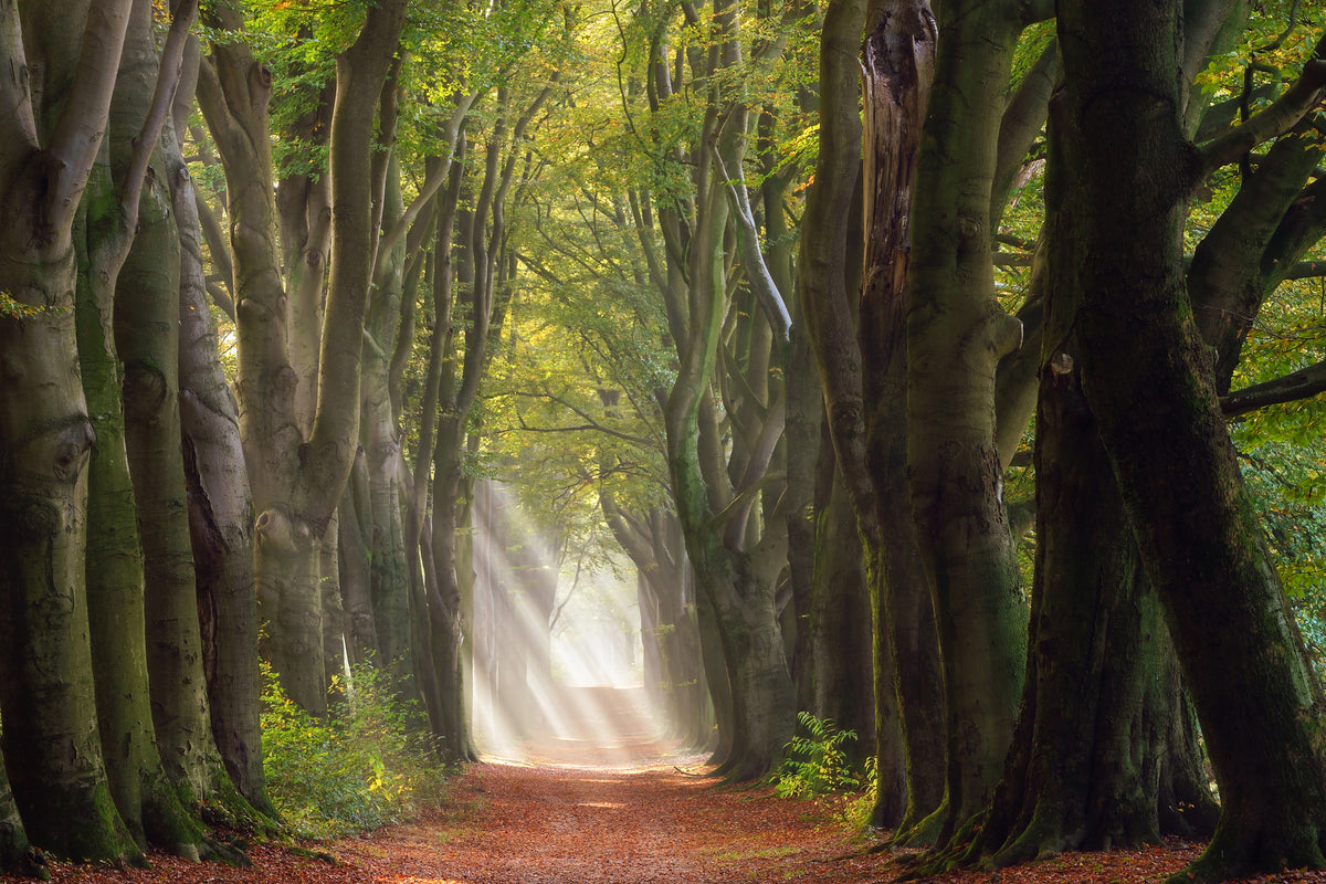 framedcanvas-print-a-glorious-day